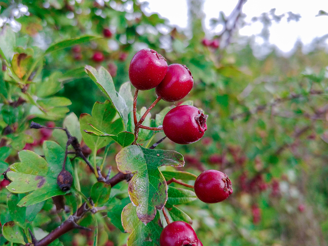 berries