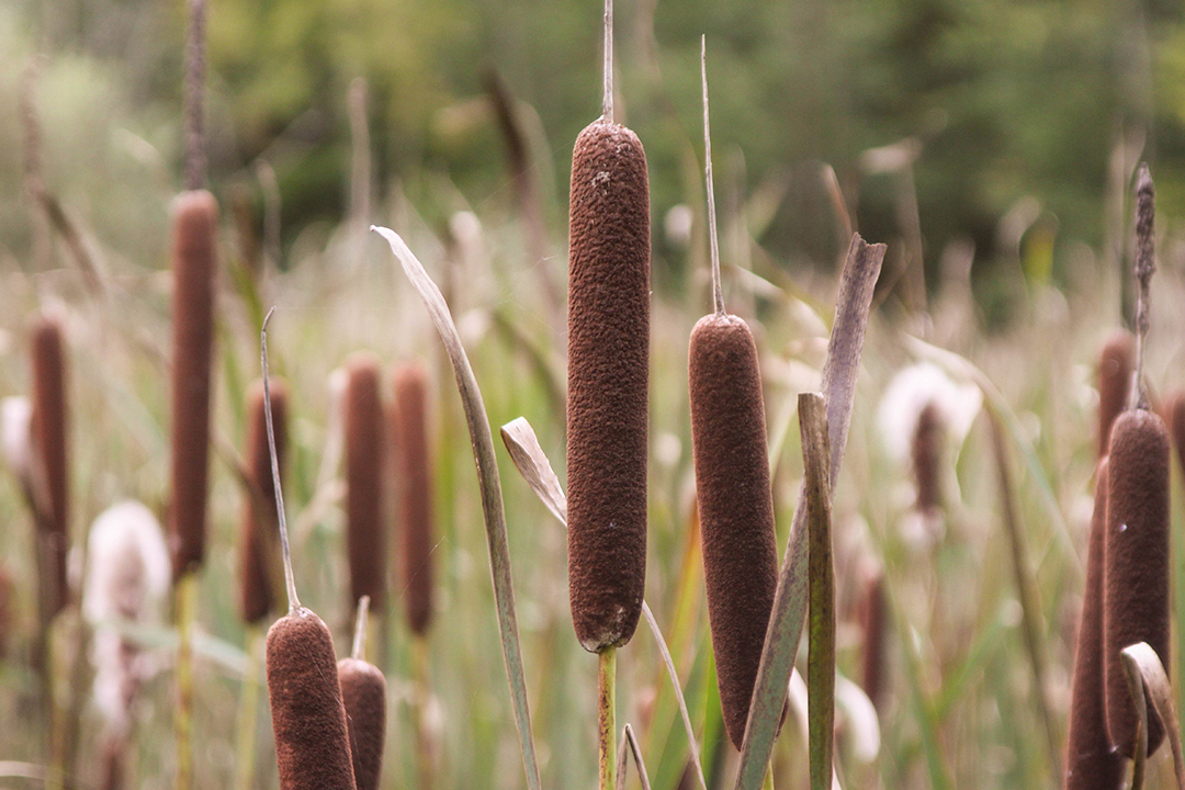 cattail